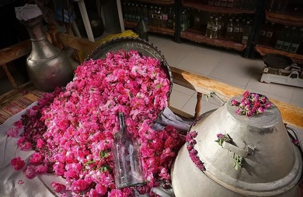 فراخوان تور یک روزه گلاب گیری شهر کاشان و بازدید از شهر زیرزمینی نوش آباد و کاروانسرای تاریخی پاسنگان
